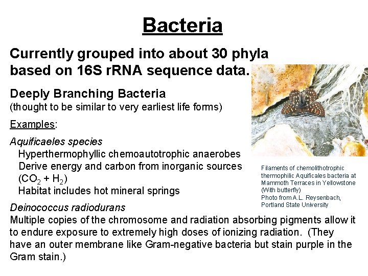 Bacteria Currently grouped into about 30 phyla based on 16 S r. RNA sequence