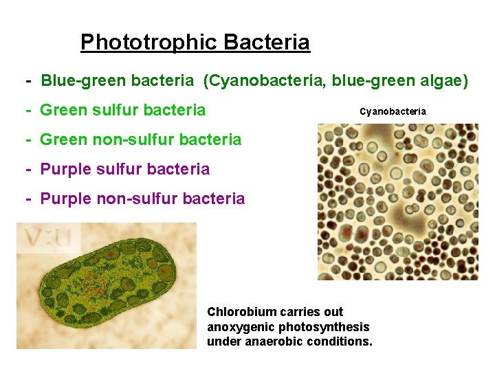 Phototrophic Bacteria - Blue-green bacteria (Cyanobacteria, blue-green algae) - Green sulfur bacteria Cyanobacteria -