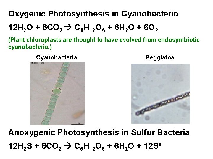 Oxygenic Photosynthesis in Cyanobacteria 12 H 2 O + 6 CO 2 C 6