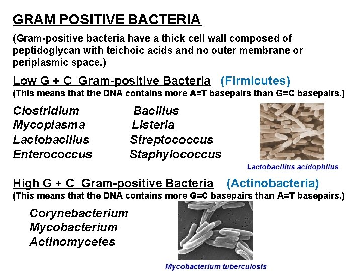 GRAM POSITIVE BACTERIA (Gram-positive bacteria have a thick cell wall composed of peptidoglycan with