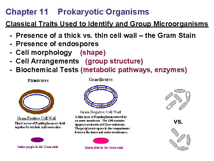 Chapter 11 Prokaryotic Organisms Classical Traits Used to Identify and Group Microorganisms - Presence