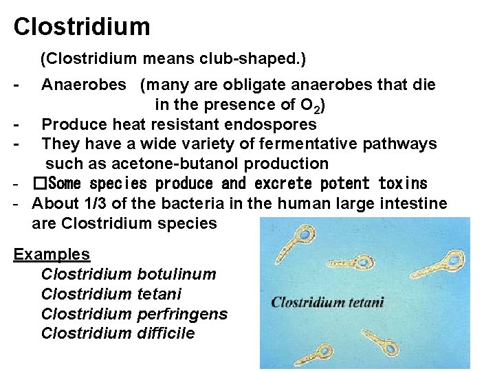 Clostridium (Clostridium means club-shaped. ) - - Anaerobes (many are obligate anaerobes that die