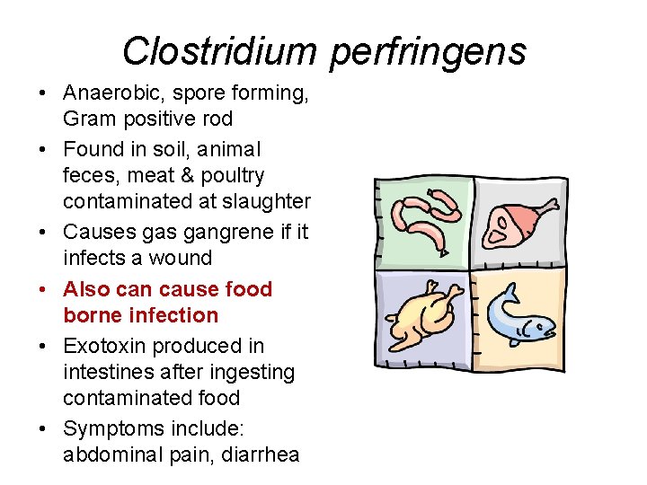 Clostridium perfringens • Anaerobic, spore forming, Gram positive rod • Found in soil, animal