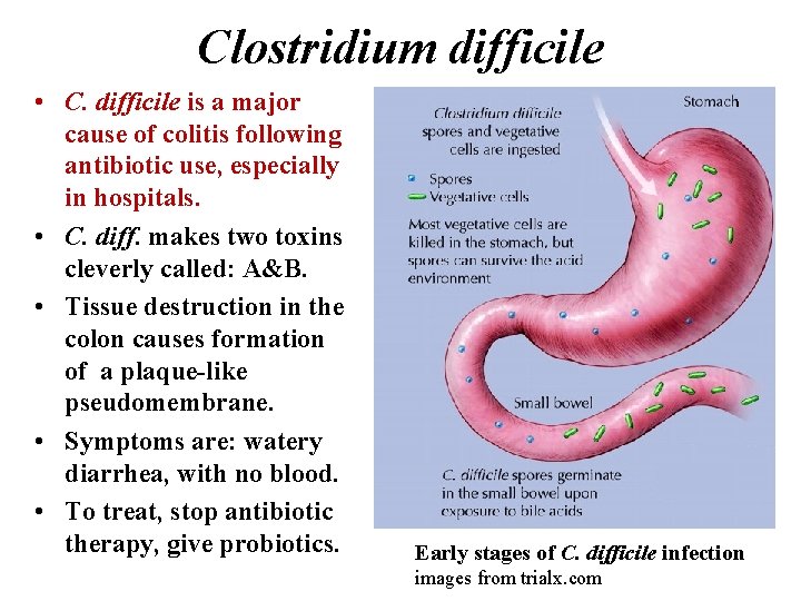 Clostridium difficile • C. difficile is a major cause of colitis following antibiotic use,