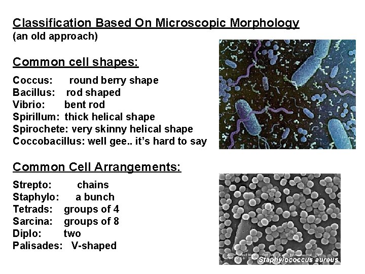 Classification Based On Microscopic Morphology (an old approach) Common cell shapes: Coccus: round berry