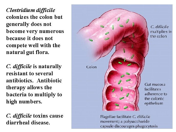 Clostridium difficile colonizes the colon but generally does not become very numerous because it