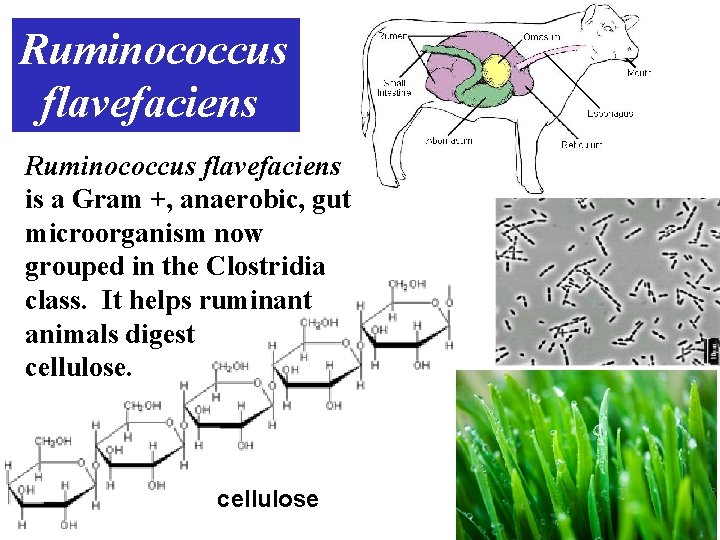 Ruminococcus flavefaciens is a Gram +, anaerobic, gut microorganism now grouped in the Clostridia