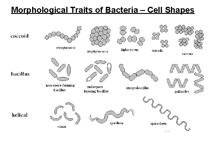 Morphological Traits of Bacteria – Cell Shapes 