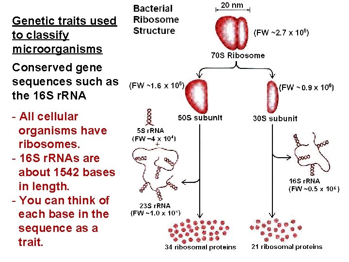 Genetic traits used to classify microorganisms Conserved gene sequences such as the 16 S