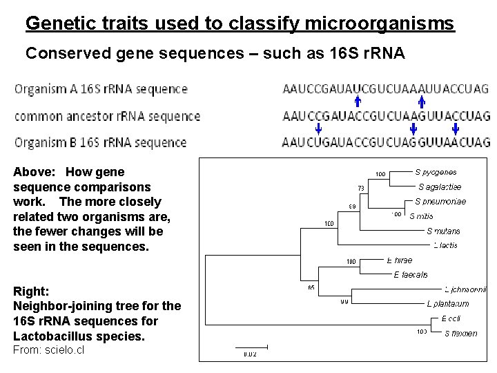 Genetic traits used to classify microorganisms Conserved gene sequences – such as 16 S