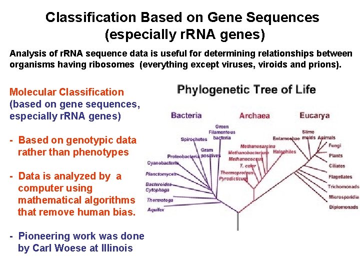 Classification Based on Gene Sequences (especially r. RNA genes) Analysis of r. RNA sequence