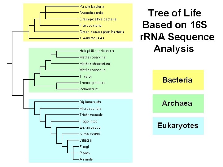 Tree of Life Based on 16 S r. RNA Sequence Analysis 
