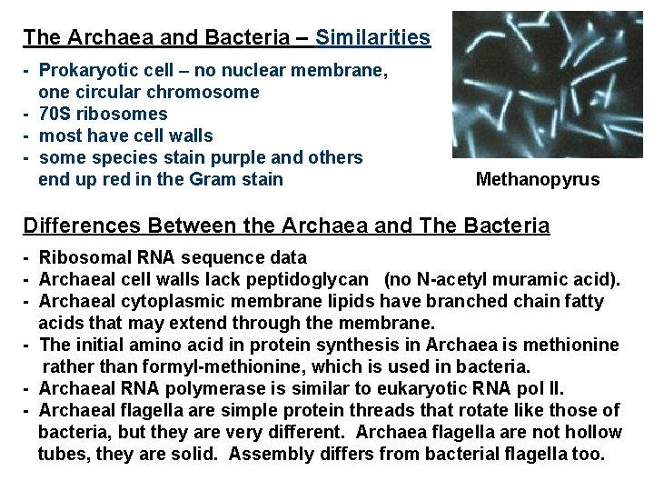 The Archaea and Bacteria – Similarities - Prokaryotic cell – no nuclear membrane, one