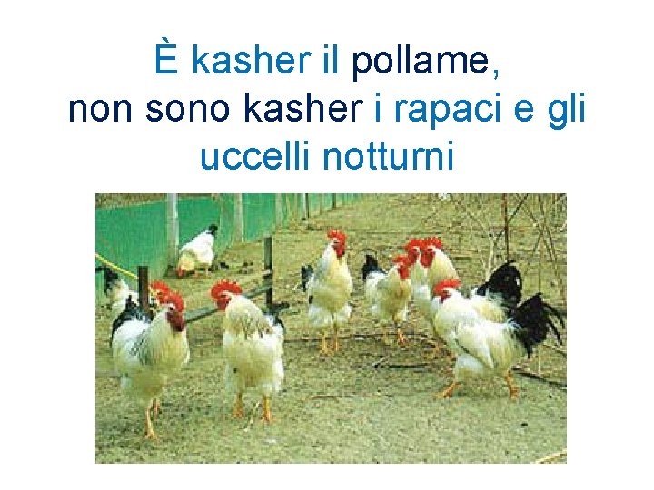 È kasher il pollame, non sono kasher i rapaci e gli uccelli notturni 