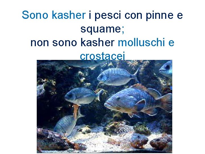 Sono kasher i pesci con pinne e squame; non sono kasher molluschi e crostacei