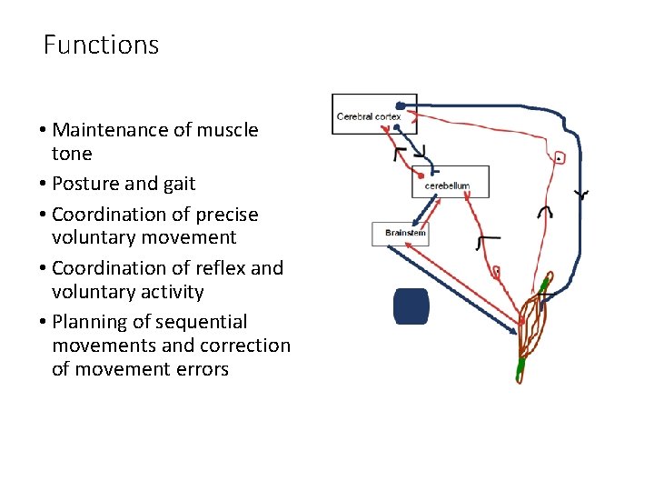 Functions • Maintenance of muscle tone • Posture and gait • Coordination of precise