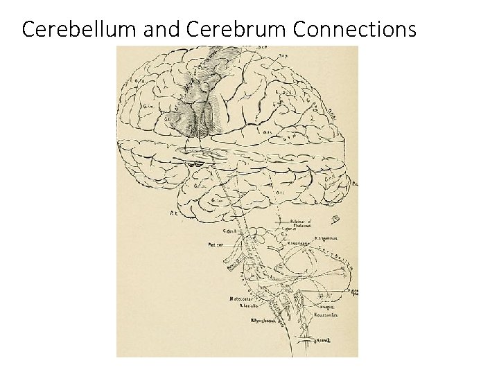 Cerebellum and Cerebrum Connections 