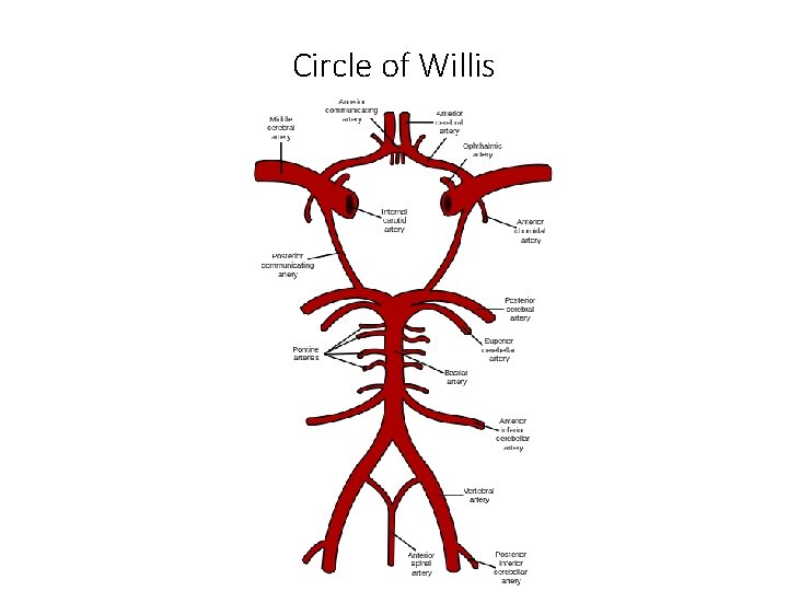 Circle of Willis 