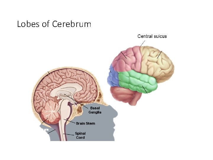 Lobes of Cerebrum 