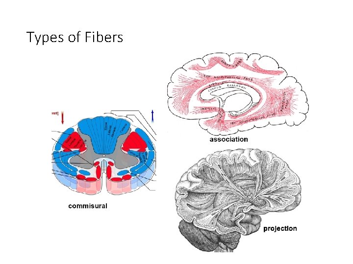 Types of Fibers 