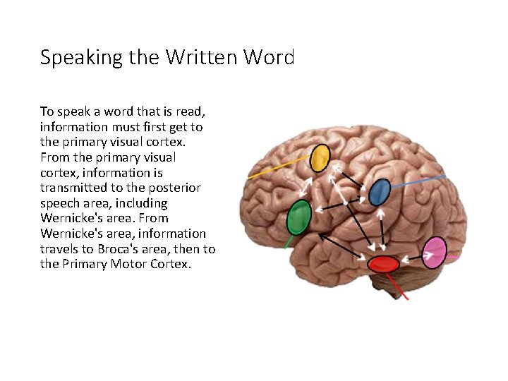 Speaking the Written Word To speak a word that is read, information must first