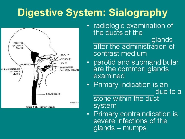 Digestive System: Sialography • radiologic examination of the ducts of the _______ glands after
