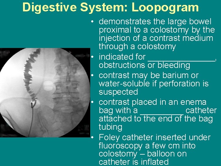 Digestive System: Loopogram • demonstrates the large bowel proximal to a colostomy by the