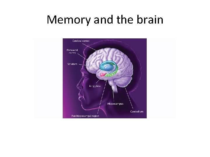 Memory and the brain Memory and the brain