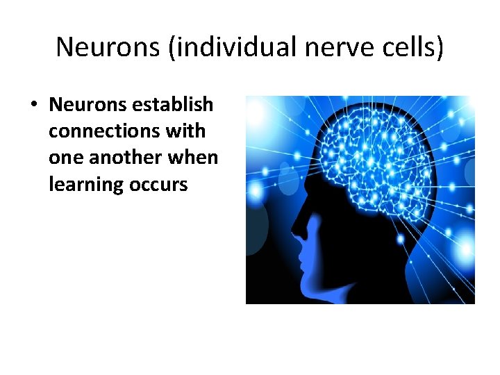 Neurons (individual nerve cells) • Neurons establish connections with one another when learning occurs Neurons (individual nerve cells) • Neurons establish connections with one another when learning occurs