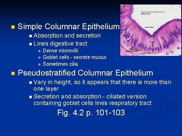 n Simple Columnar Epithelium n Absorption and secretion n Lines digestive tract n n