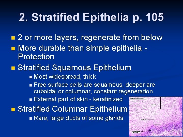 2. Stratified Epithelia p. 105 2 or more layers, regenerate from below n More