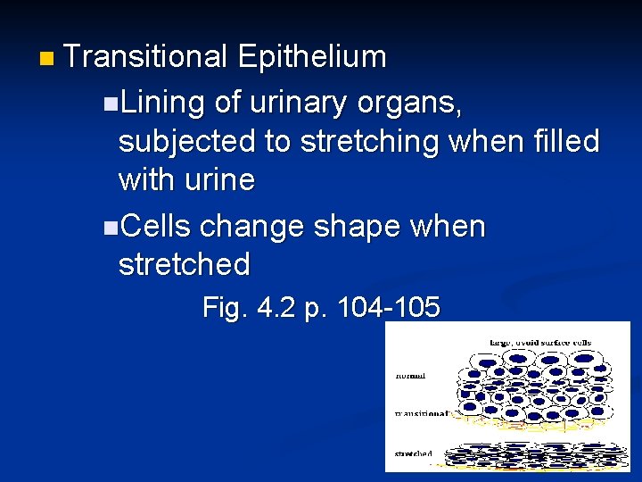 n Transitional Epithelium n. Lining of urinary organs, subjected to stretching when filled with