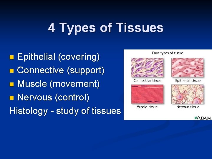 4 Types of Tissues Epithelial (covering) n Connective (support) n Muscle (movement) n Nervous