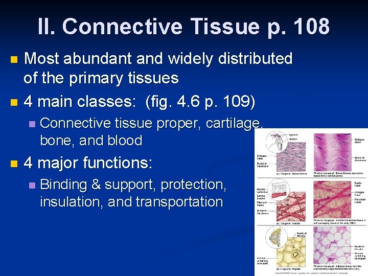 II. Connective Tissue p. 108 Most abundant and widely distributed of the primary tissues