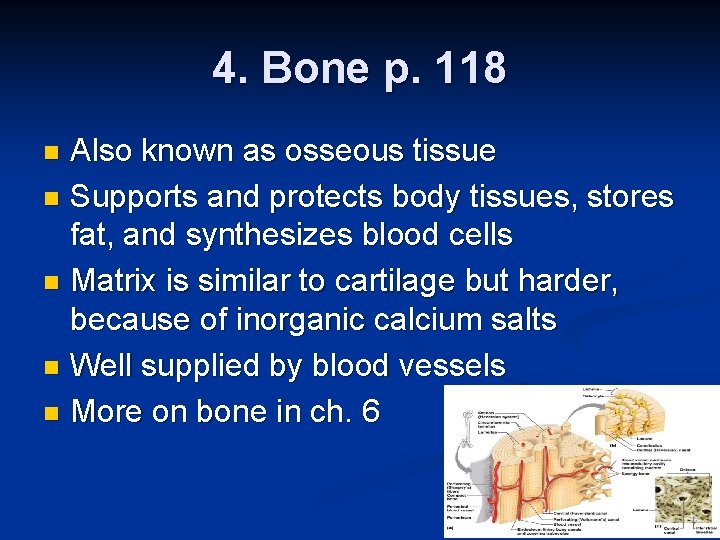 4. Bone p. 118 Also known as osseous tissue n Supports and protects body