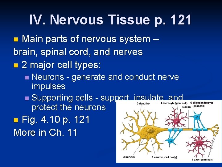 IV. Nervous Tissue p. 121 Main parts of nervous system – brain, spinal cord,