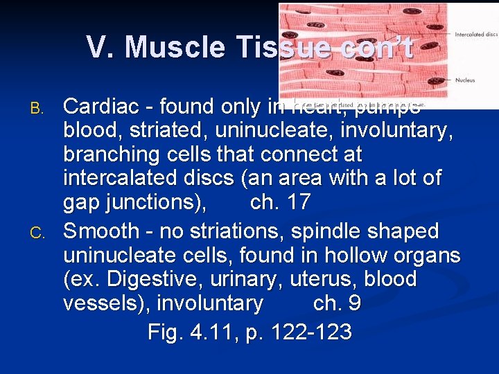 V. Muscle Tissue con’t B. Cardiac - found only in heart, pumps blood, striated,