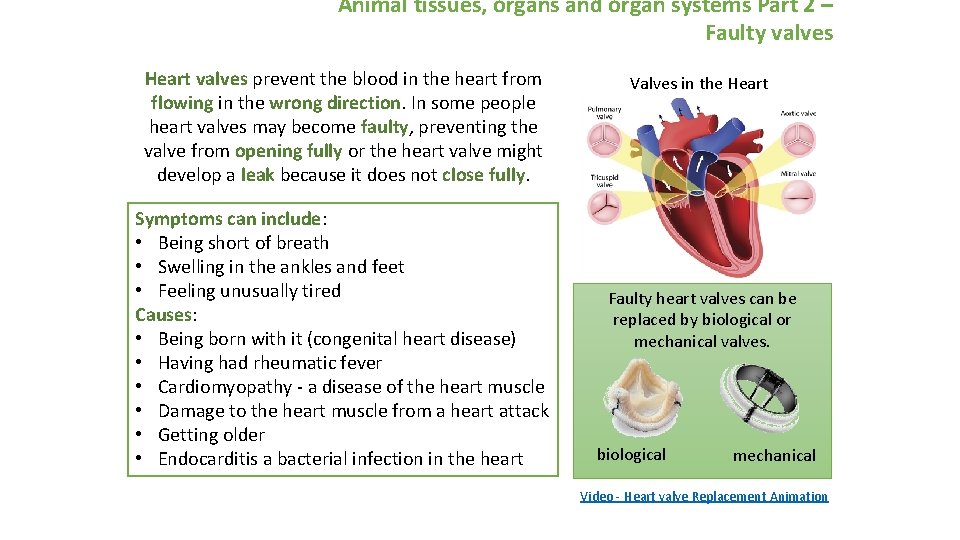 Animal tissues, organs and organ systems Part 2 – Faulty valves Heart valves prevent