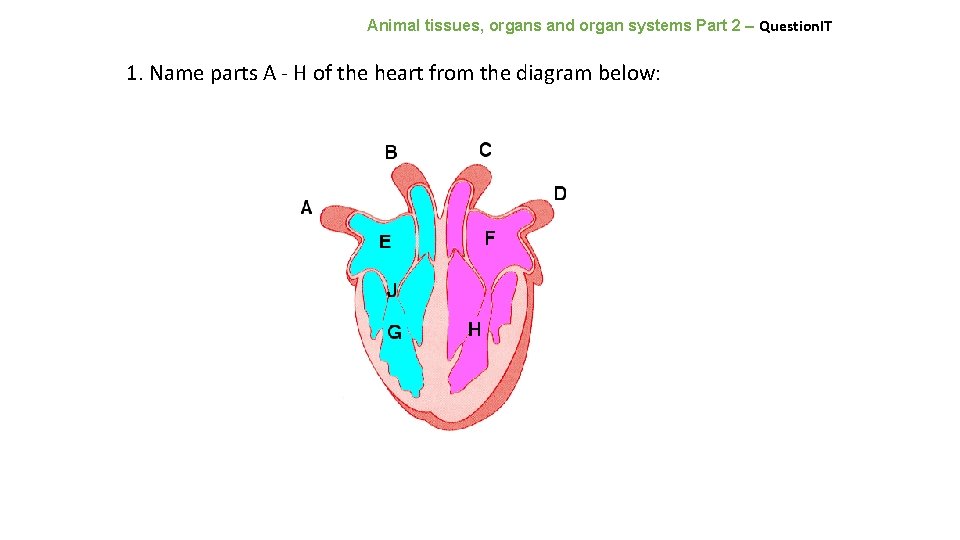 Animal tissues, organs and organ systems Part 2 – Question. IT 1. Name parts