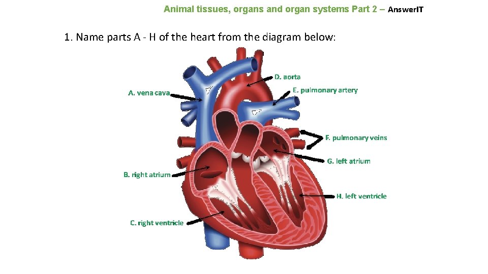 Animal tissues, organs and organ systems Part 2 – Answer. IT 1. Name parts