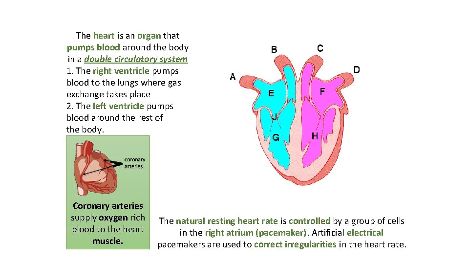 The heart is an organ that pumps blood around the body in a double