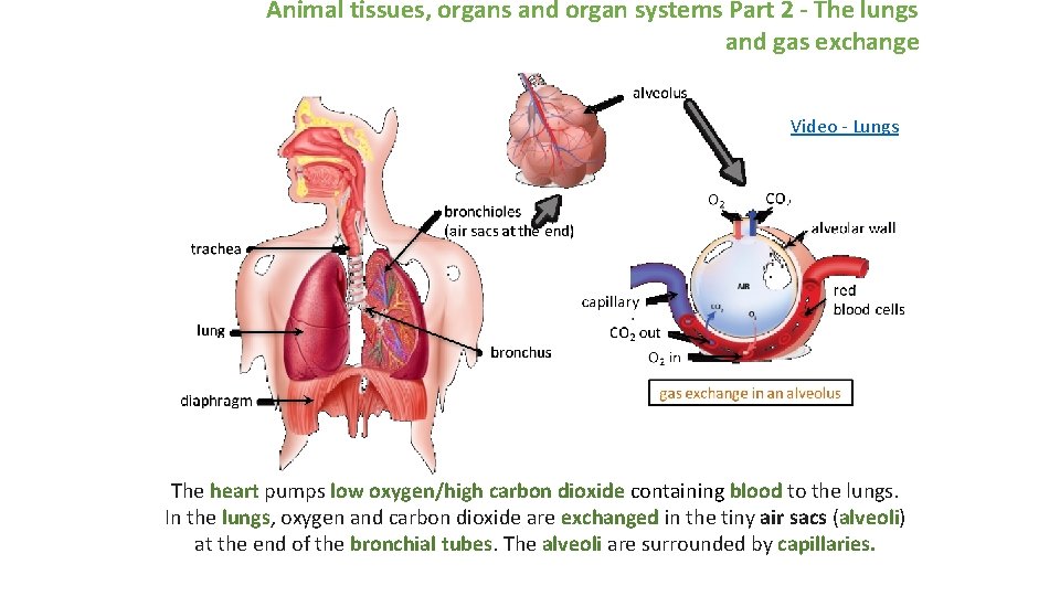 Animal tissues, organs and organ systems Part 2 - The lungs and gas exchange