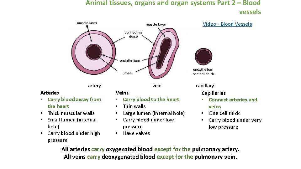 Animal tissues, organs and organ systems Part 2 – Blood vessels Video - Blood