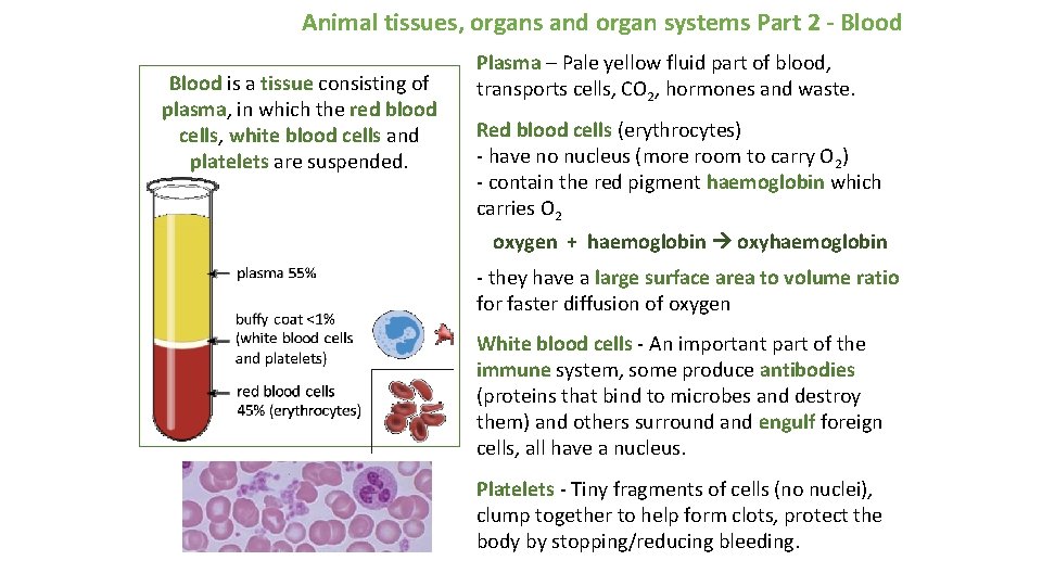 Animal tissues, organs and organ systems Part 2 - Blood is a tissue consisting