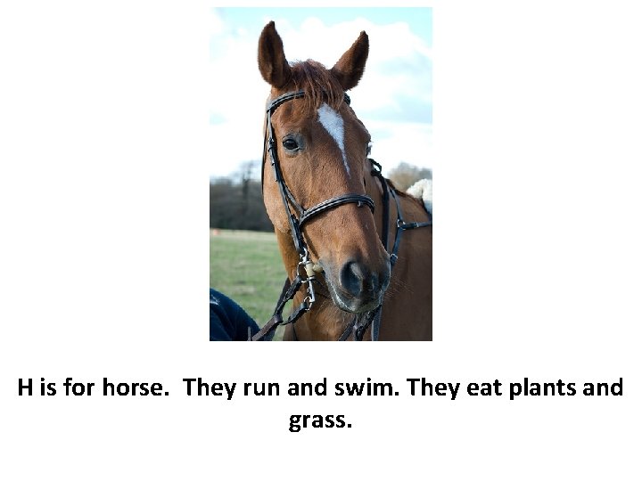 H is for horse. They run and swim. They eat plants and grass. 
