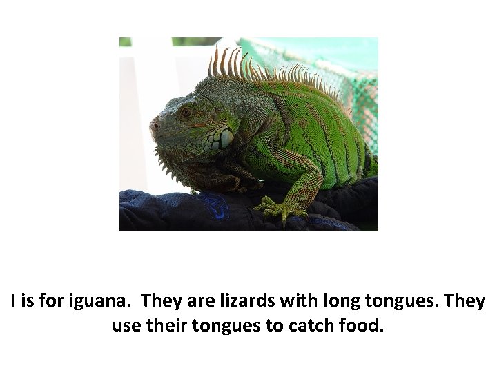 I is for iguana. They are lizards with long tongues. They use their tongues