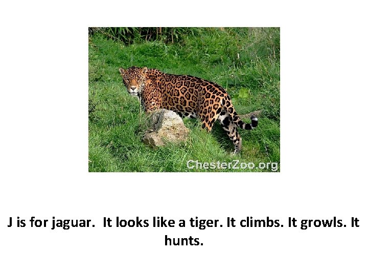 J is for jaguar. It looks like a tiger. It climbs. It growls. It