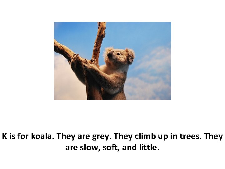 K is for koala. They are grey. They climb up in trees. They are