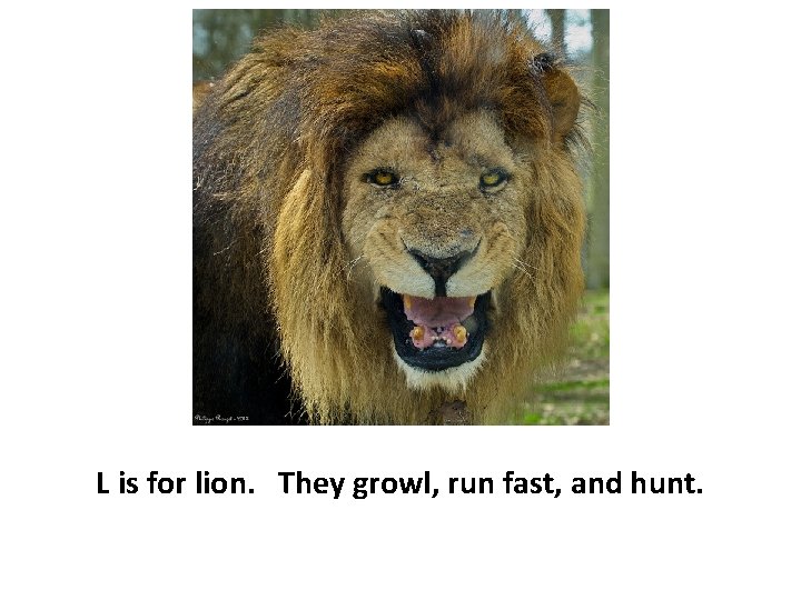 L is for lion. They growl, run fast, and hunt. 