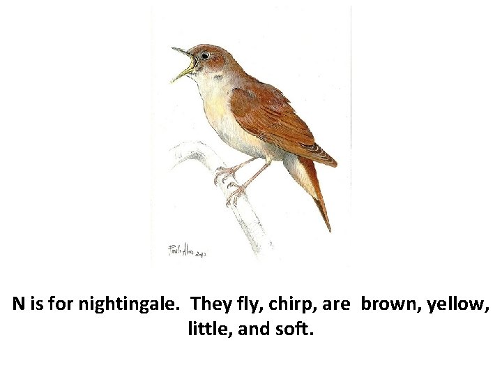 N is for nightingale. They fly, chirp, are brown, yellow, little, and soft. 